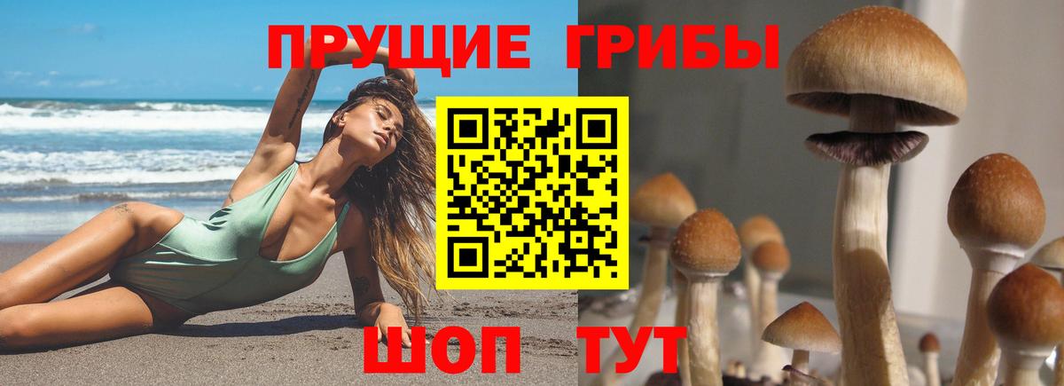 Псилоцибиновые грибы Cubensis Гулькевичи